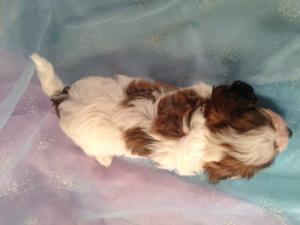 Female cavachon Puppy for sale in North Iowa #11 Born March 23rd 2013|Cavachon Dog breeders in Iowa along the Iowa, Minnesota Border